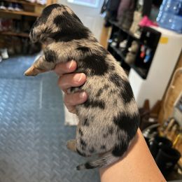 Boy 1 - Dapple male Dachshund puppy in Grand Valley, Pennsylvania from Hounds on the Hill