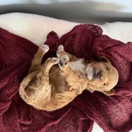 Peter - Red  male Goldendoodle puppy in Huntington, Utah from Krispydoodle
