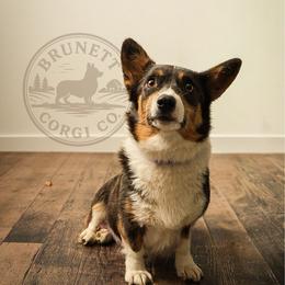 Dolly - Pembroke Welsh Corgi