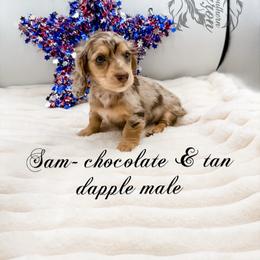 Sam - Dapple male Dachshund puppy in Prairieville, Louisiana from Southern Barron Danes & Dachshunds