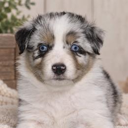 Ruby - Blue merle female Australian Shepherd puppy in Placerville, California from BFF Aussies