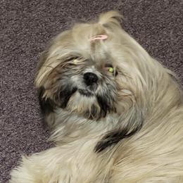 Shih Tzus from ShihTzuCt