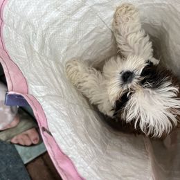 Einstein - Black gold and white male Shih Tzu puppy in St. Helena, California from Sattui little Shih Tzu of Napa Valley