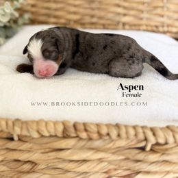 Aspen - Blue merle female Bernedoodle puppy in Murrieta, California from Brookside Bernedoodles