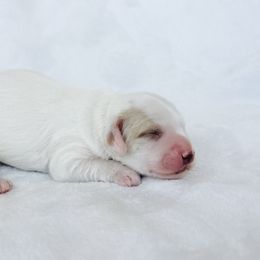 Bay - Parti female Goldendoodle puppy in Sterling, Illinois from Charley's Goldendoodles