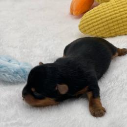 Waylon- 1500 - Black and tan male Yorkshire Terrier puppy in Douglas, Georgia from Heartland small breeds