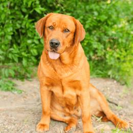 Ginger - Labrador Retriever