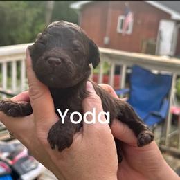 Yoda - Phantom male Poodle puppy in Prosperity, Pennsylvania from Stelladoodles & Company
