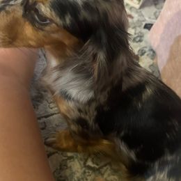 Copper - Dachshund