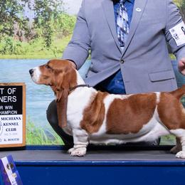 Lucy - Basset Hound