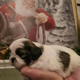 Tessa - Gold and white female Shih Tzu puppy in North Carolina from WillowCreek Mountain View Shih Tzu