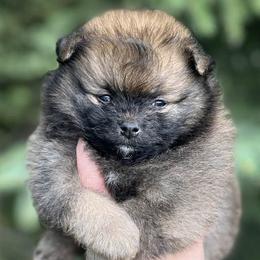 Boy 1 - Orange sable male Pomeranian puppy in North Pole, Alaska from Lauras Poms