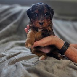 Cookie - Merle female Bernedoodle puppy in Mc Gaheysville, Virginia from Doting Doodles