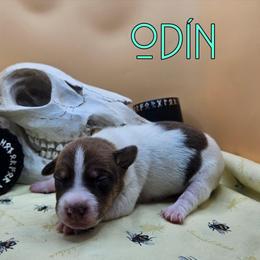 Odin - Red white and sable male Rat Terrier puppy in Lynn, Alabama from Cryptic Rat Terriers