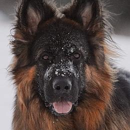 Phoenix  - German Shepherd