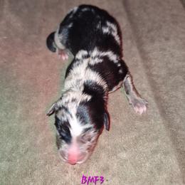 BMF3- SELENE - Blue merle female Australian Shepherd puppy in Salem, Arkansas from Patchwork Kennels
