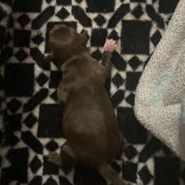 Chihuahua Puppies from Watts Hotmess Chihuahuas