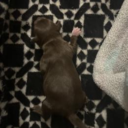 Chihuahua Puppies from Watts Hotmess Chihuahuas