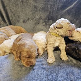 Labradoodle puppies from Murphy Manor Mountain Doodles