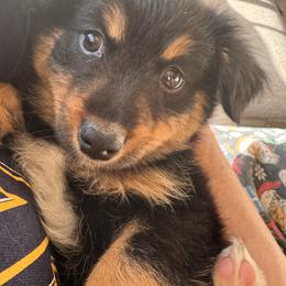 Black Tri female 2 - Black tri female Miniature Australian Shepherd puppy in Redding, California from Lavish Luxuries Mini and Toy Australian Shepherds