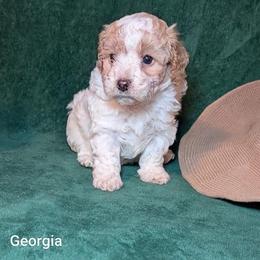 Georgia - Red and white female Cockapoo puppy in Sunset, Louisiana from Cano Cockapoos