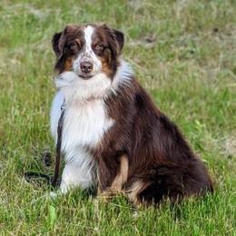 Australian Shepherd puppies from Lydon Australian Shepherds