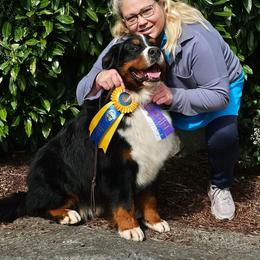Winnie - Bernese Mountain Dog