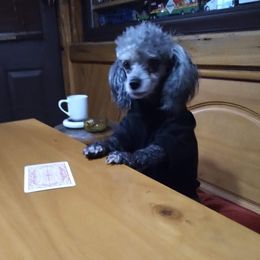 lotta - Poodle