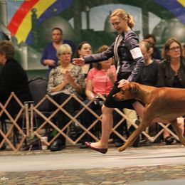 Rhodesian Ridgeback All Grown Up from Evolution Rhodesian Ridgebacks