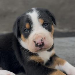 Orange boy - Black, white and red male Greater Swiss Mountain Dog puppy in Woodland, Washington from Woodland Swissie’s