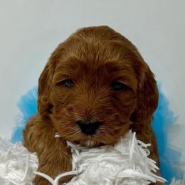Blue Female - Apricot female Goldendoodle puppy in Great Falls, Montana from Montana Goldendoodles