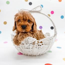 Dorinda - Red female Cavapoo puppy in Beresford, South Dakota from DAKOTA DOOD RANCH