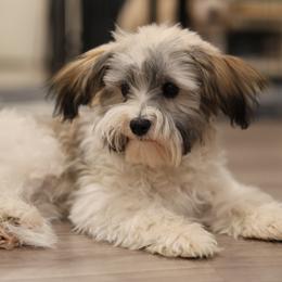 Bernedoodles, Havanese, Havapoos, Irish Doodles, and Poodles from Huckleberry Doodles