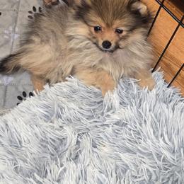 Claire - Red sable female Pomeranian puppy in Meherrin, Virginia from Traveling Poms