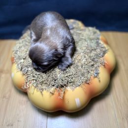 Max - Liver and white male Shih Tzu puppy in Talladega, Alabama from The Anderson Farms Kennel