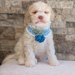 Quartz - Off-white male Lagotto Romagnolo puppy in West Jordan, Utah from Salt Lake Lagotto