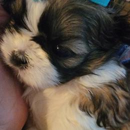 Shih Tzu Puppies from Trinity Shihtzu's So Calif