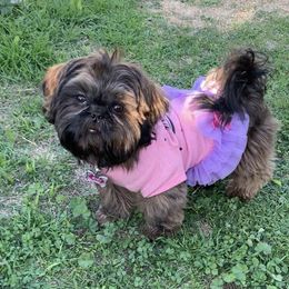 Shih Tzu Puppies from Socal Mother Of Shih Tzus