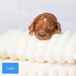 Luke (or Kirk) - Red male Cavapoo puppy in Eagle Mtn, Utah from North Ranch Doodles