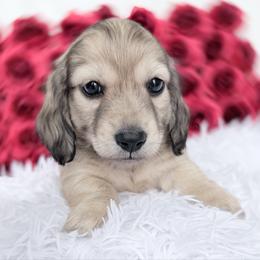 Zeek - Cream male Dachshund puppy in Richmond, Virginia from Irresistible Dachshunds & Cavaliers