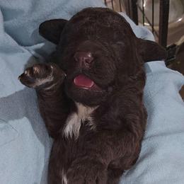 Thumper - male Newfypoo puppy in Mckenzie, Tennessee from Small Town Doodles & Poodles