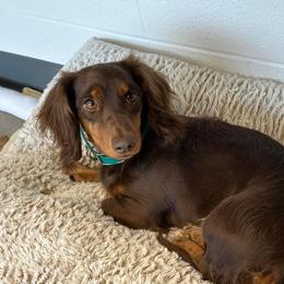 Nala - Dachshund