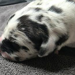 York - Harlequin male Great Dane puppy in Albany, Oregon from Red Cloud Australian Shepherds and DeGray Great Danes & Bulldogs