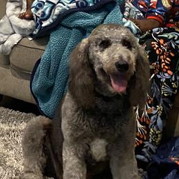 Zuri - Goldendoodle