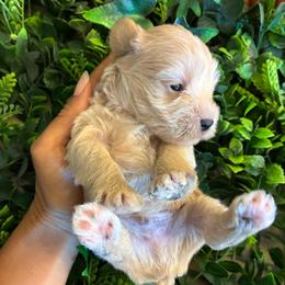 Twister (Green Collar) - Wheaten male Miniature Schnauzer puppy in Hemet, California from Journee Home Mini Schnauzers