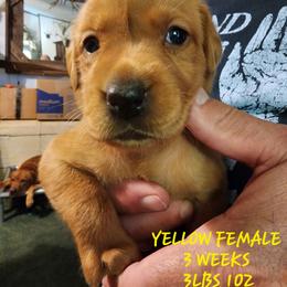 Yellow female - Yellow female Labrador Retriever puppy in Appling, Georgia from Kelley's Red Clay Labradors