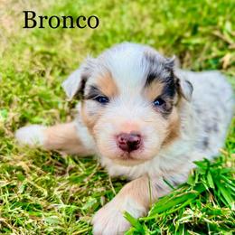 Bronco - Blue merle male Australian Shepherd puppy in Vernal, Utah from Dancing M Kennels
