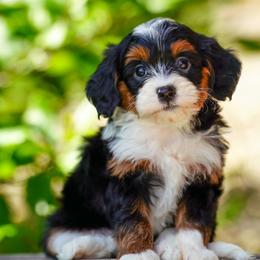 Thistle - Tri-color female Bernedoodle puppy in Dundee, Ohio from Down Home Doodle