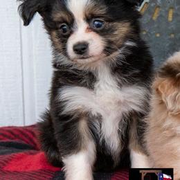Beau - Black tri male Toy Australian Shepherd puppy in Granbury, Texas from Best Little Aussies