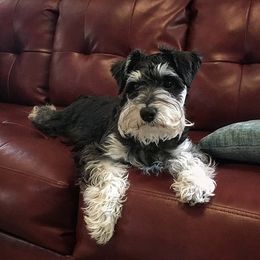 Miniature Schnauzer Puppies from TJ's Silver Paws Miniature Schnauzers